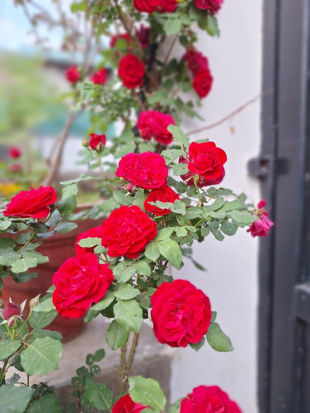 La Maison - A Boutique Bed And Breakfast Bir  Bagian luar foto